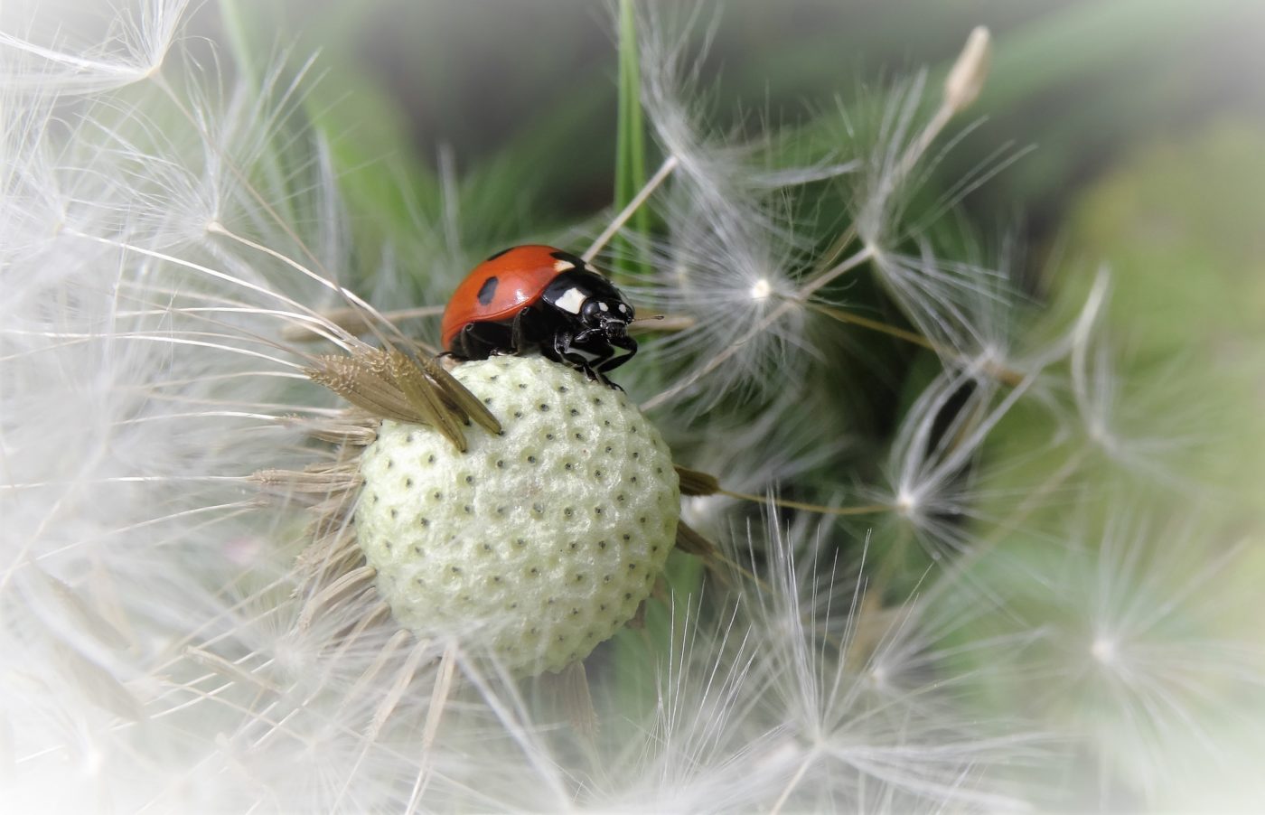 Ladybird on a seed head